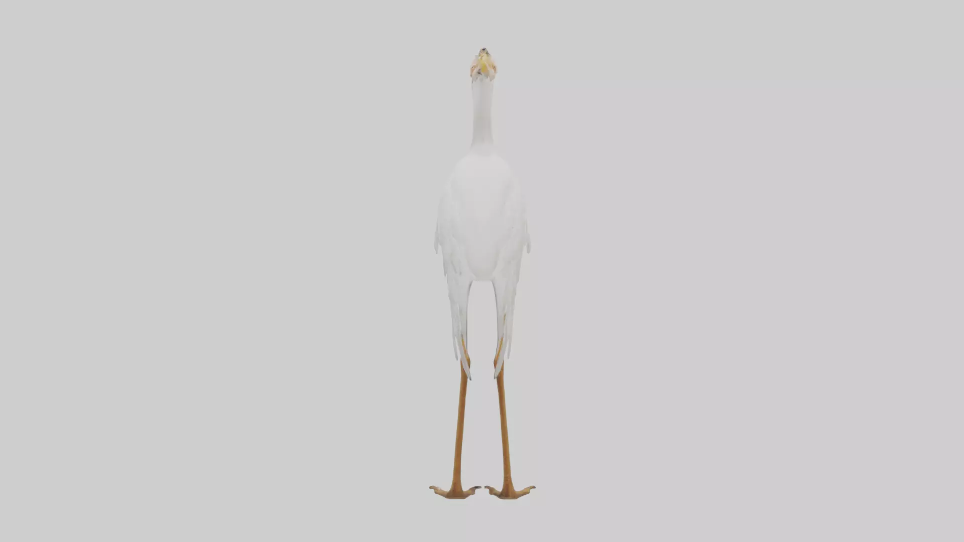 Cattle Egret standing model 3D model_0