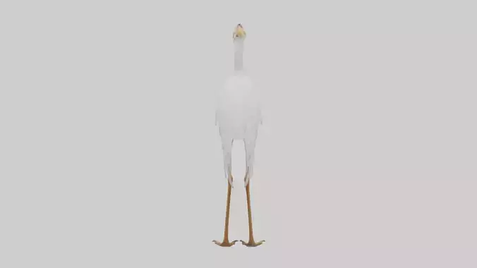 Cattle Egret standing model