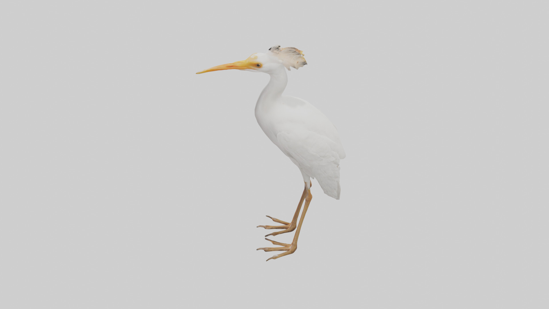 Cattle Egret standing model 3D model_17