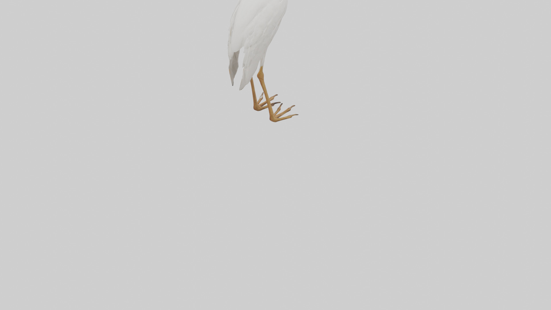 Cattle Egret standing model 3D model_4