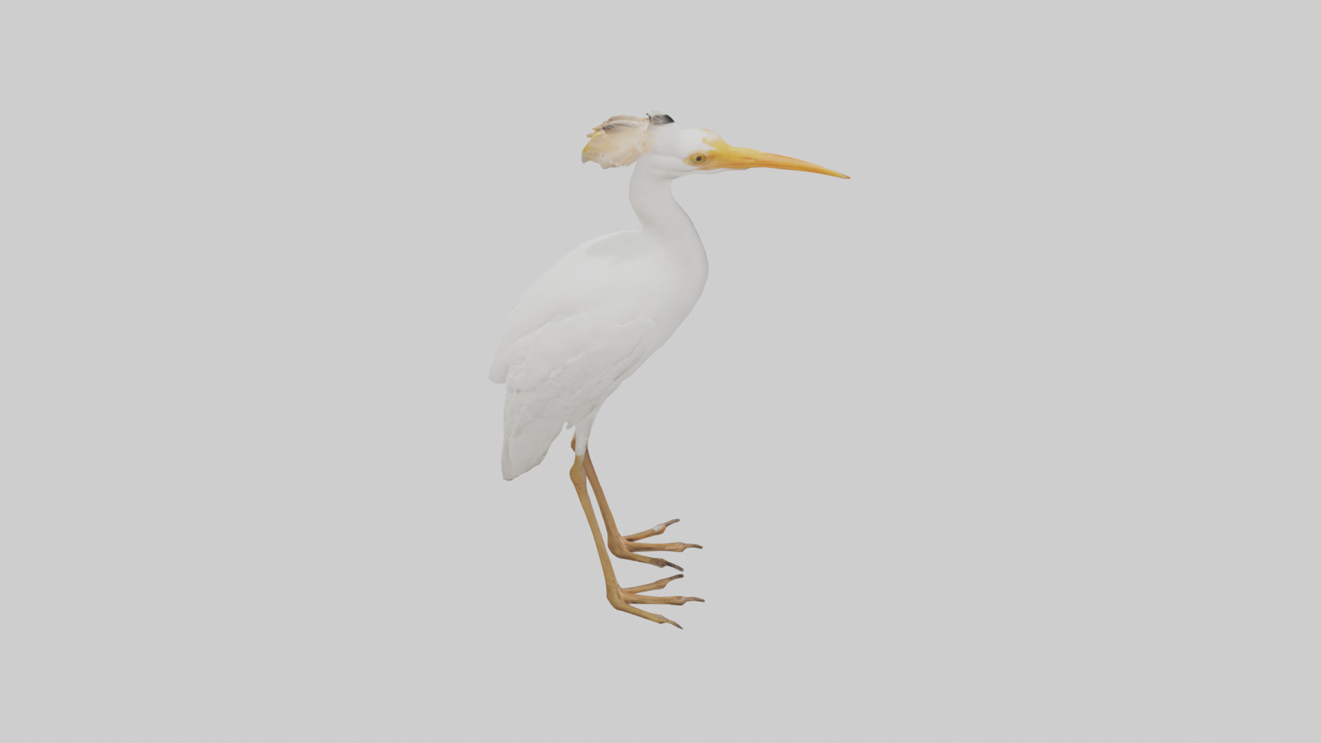 Cattle Egret standing model 3D model_18