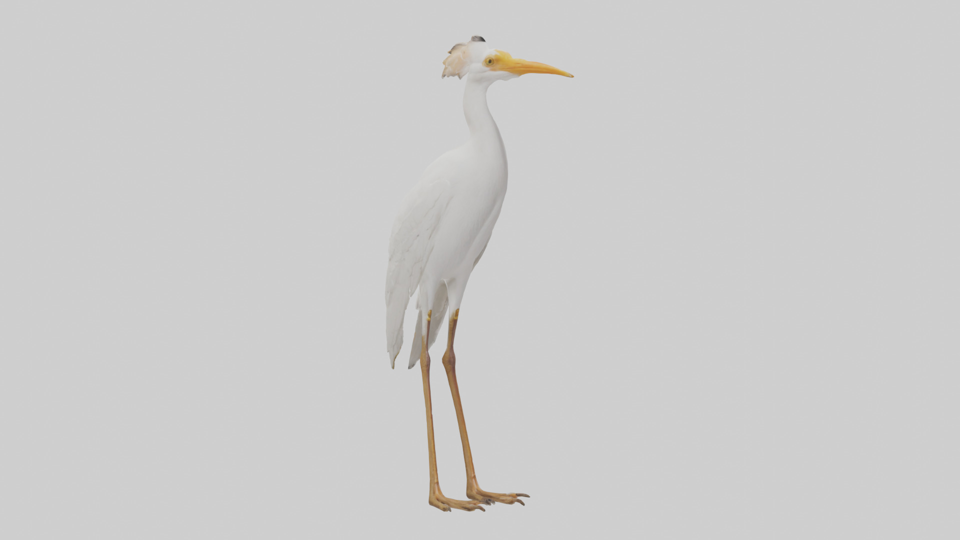Cattle Egret standing model 3D model_7