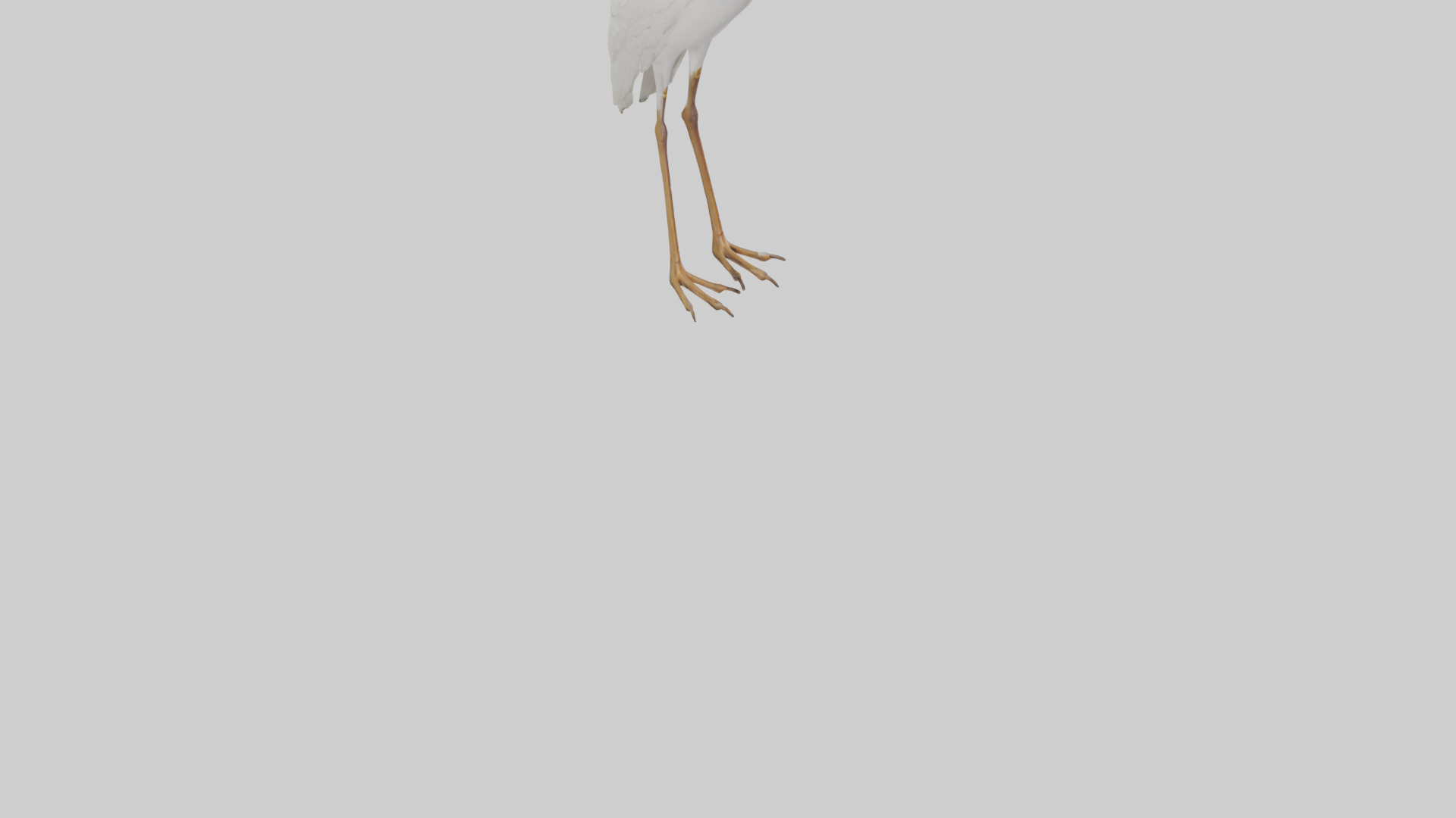 Cattle Egret standing model 3D model_6