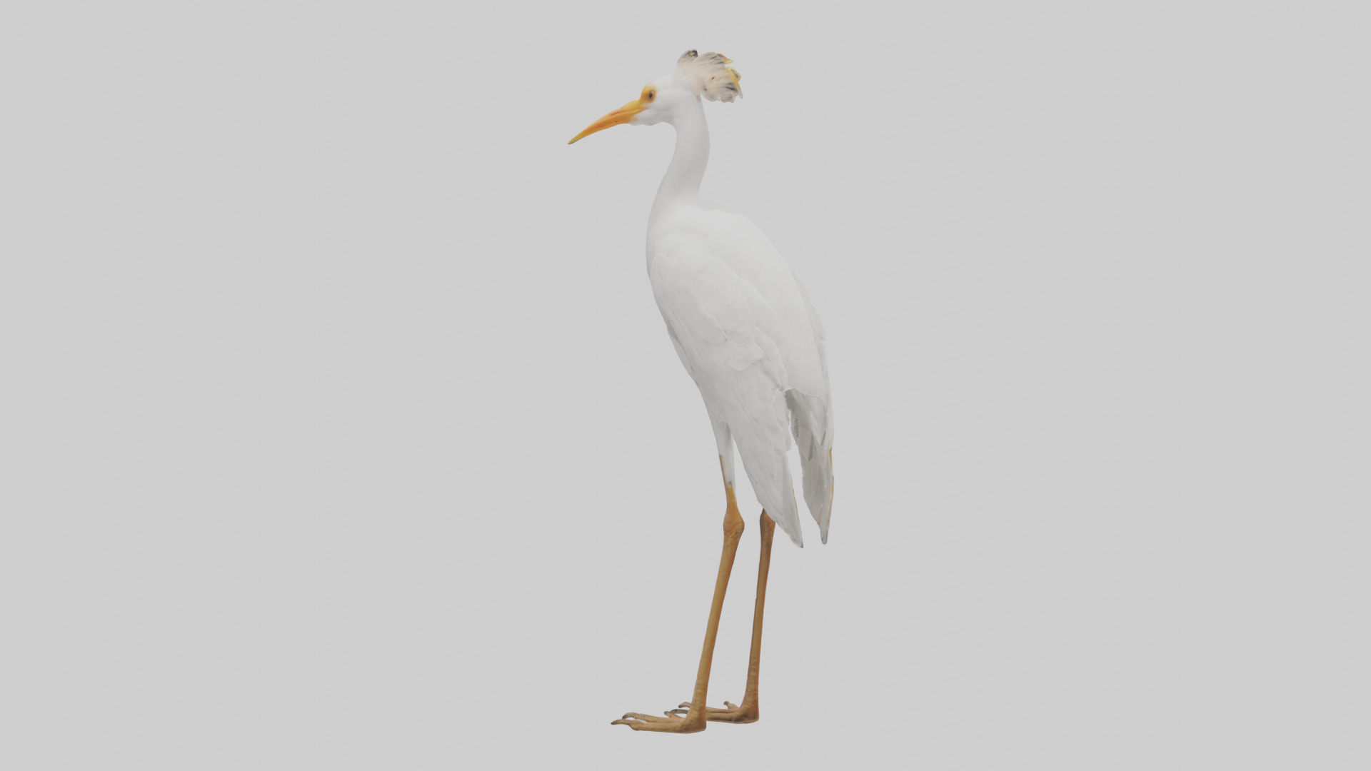 Cattle Egret standing model 3D model_1