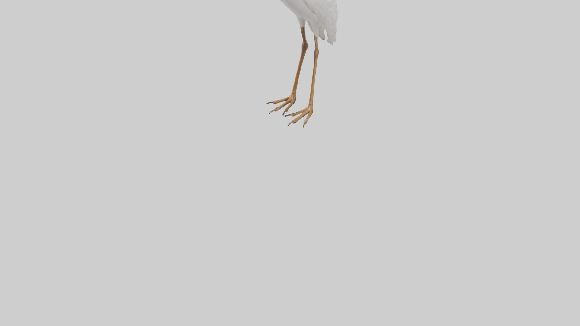 Cattle Egret standing model 3D model_5