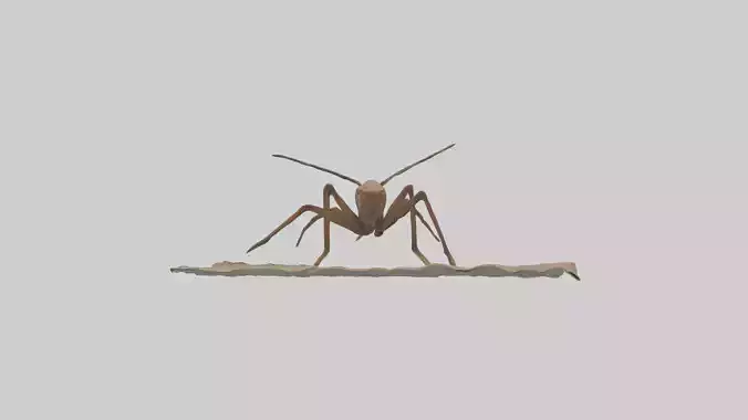 Cave Cricket jumping model