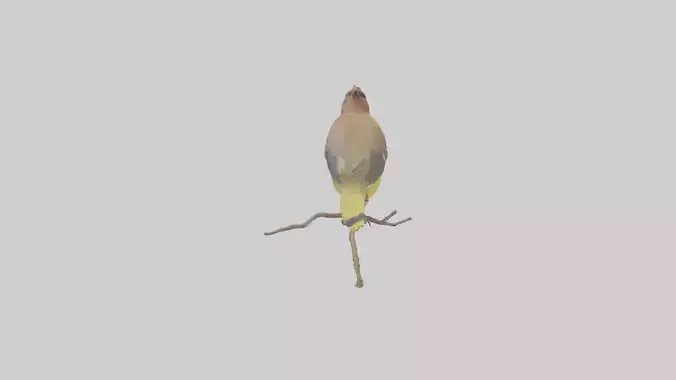 Cedar Waxwing perched model