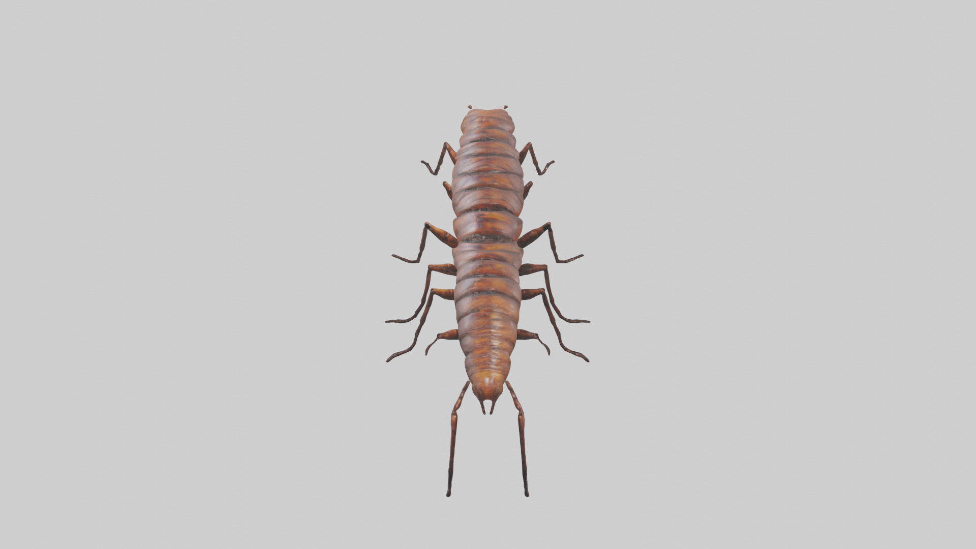Centipede crawling model 3D model_16