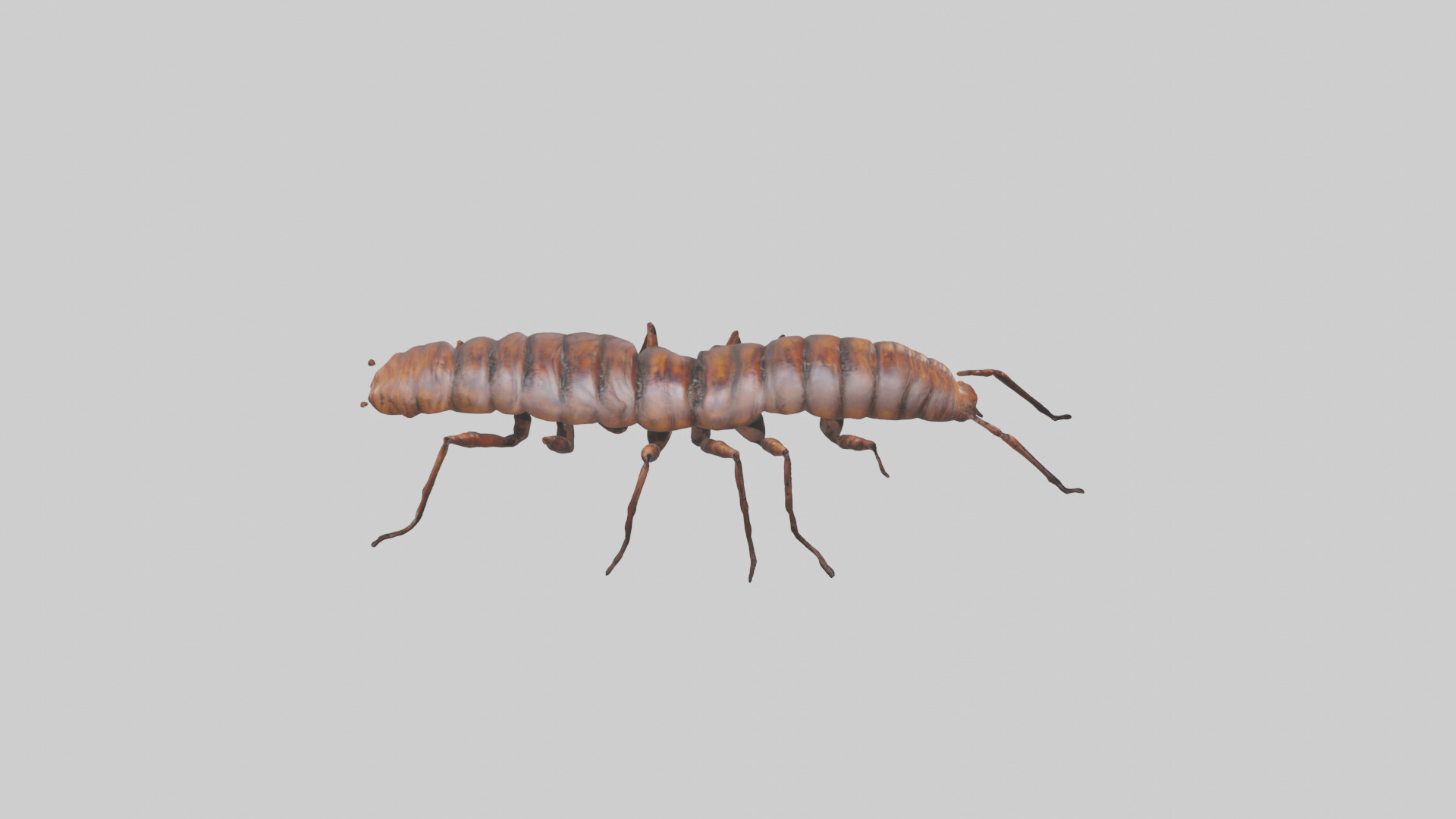 Centipede crawling model 3D model_18