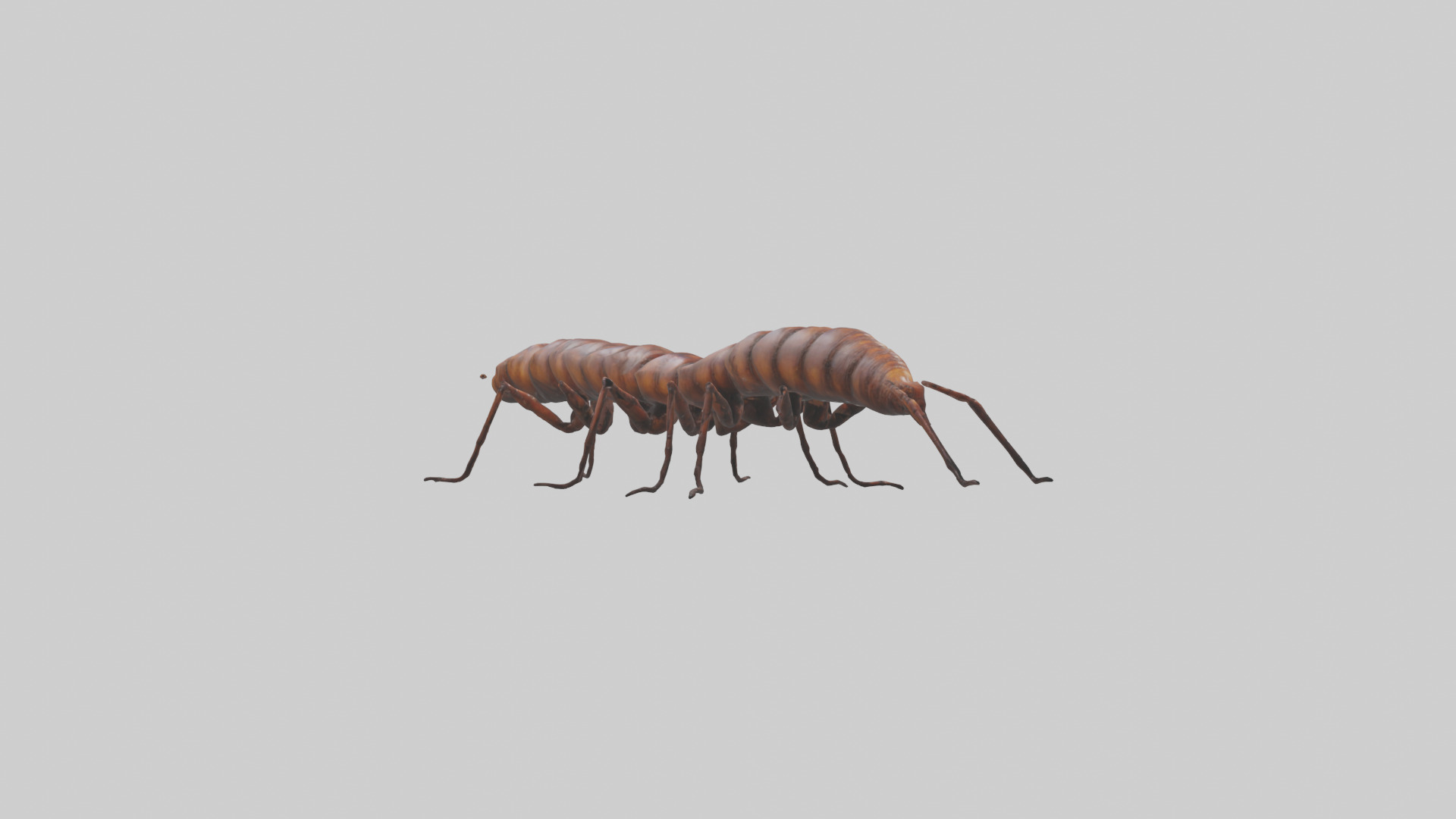 Centipede crawling model 3D model_7