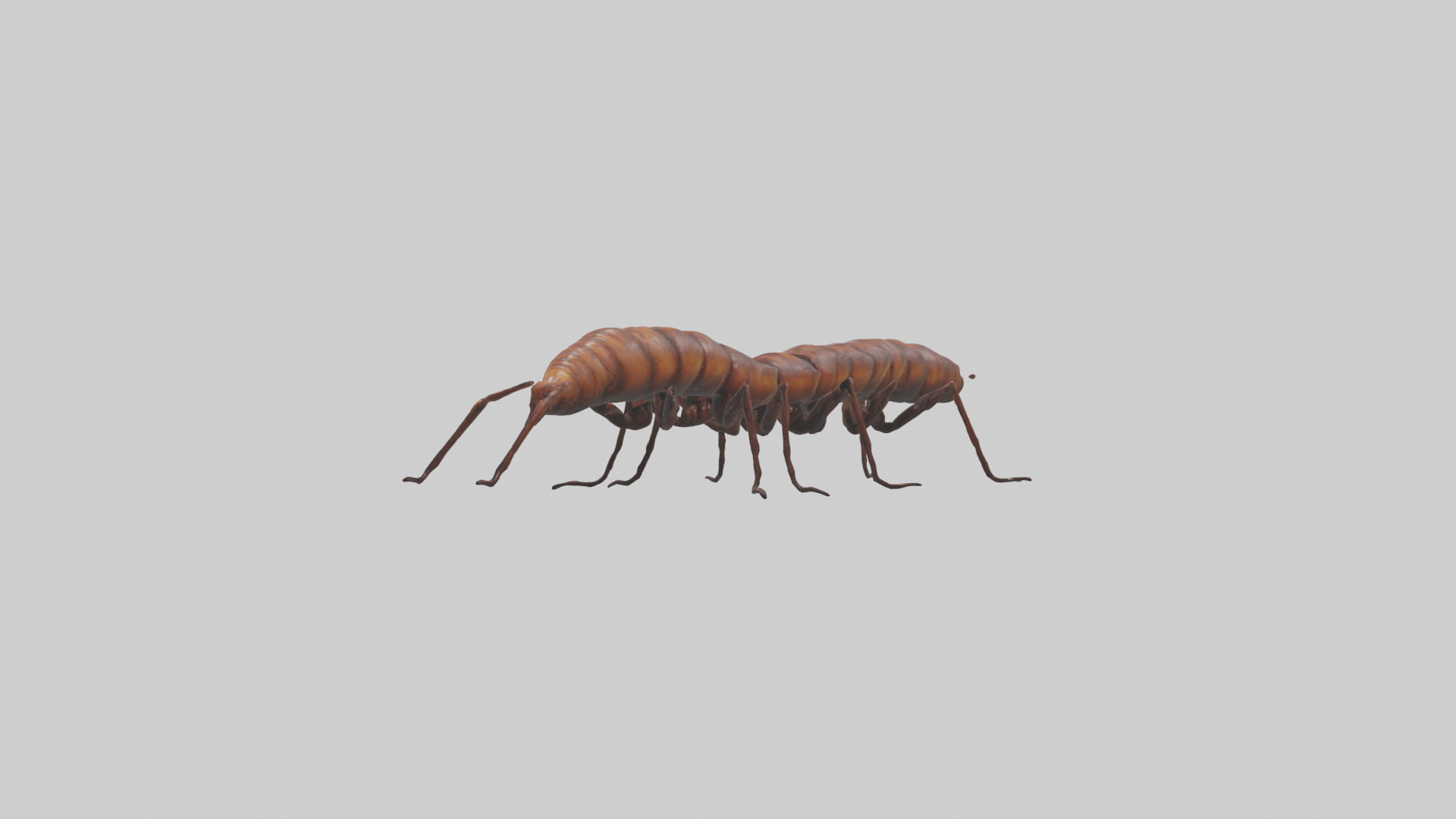 Centipede crawling model 3D model_8