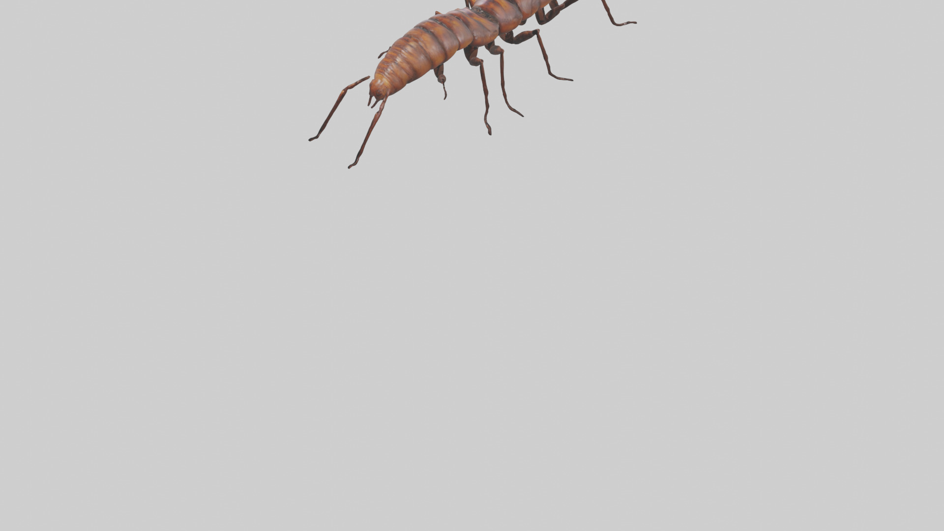 Centipede crawling model 3D model_5