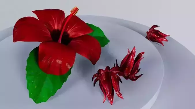HIBISCUS FLOWER