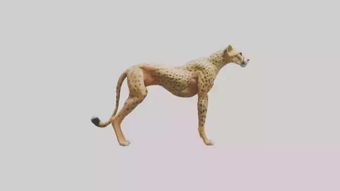 Cheetah Muscles Model