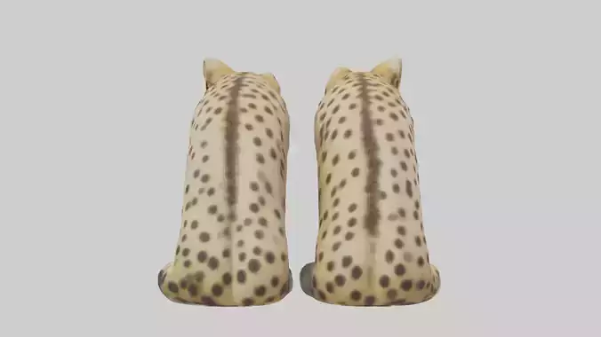 Cheetah Paws Model