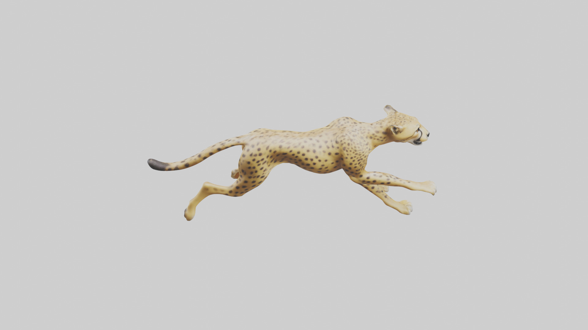 Cheetah sprinting model 3D model_15