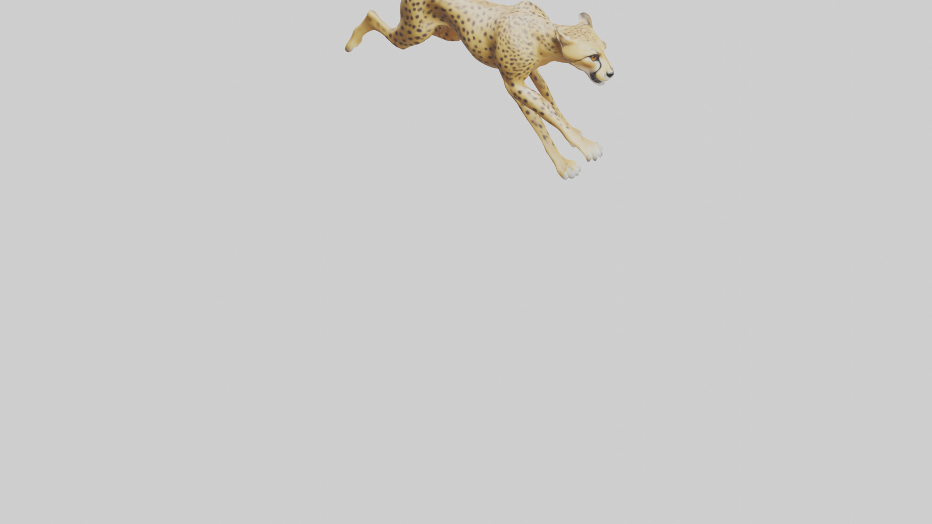 Cheetah sprinting model 3D model_4
