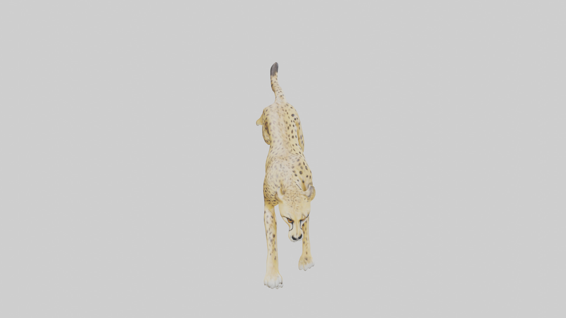 Cheetah sprinting model 3D model_18
