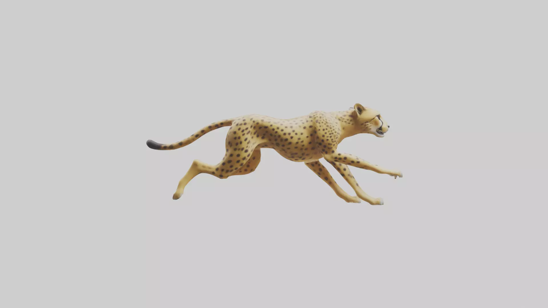 Cheetah sprinting model 3D model_0