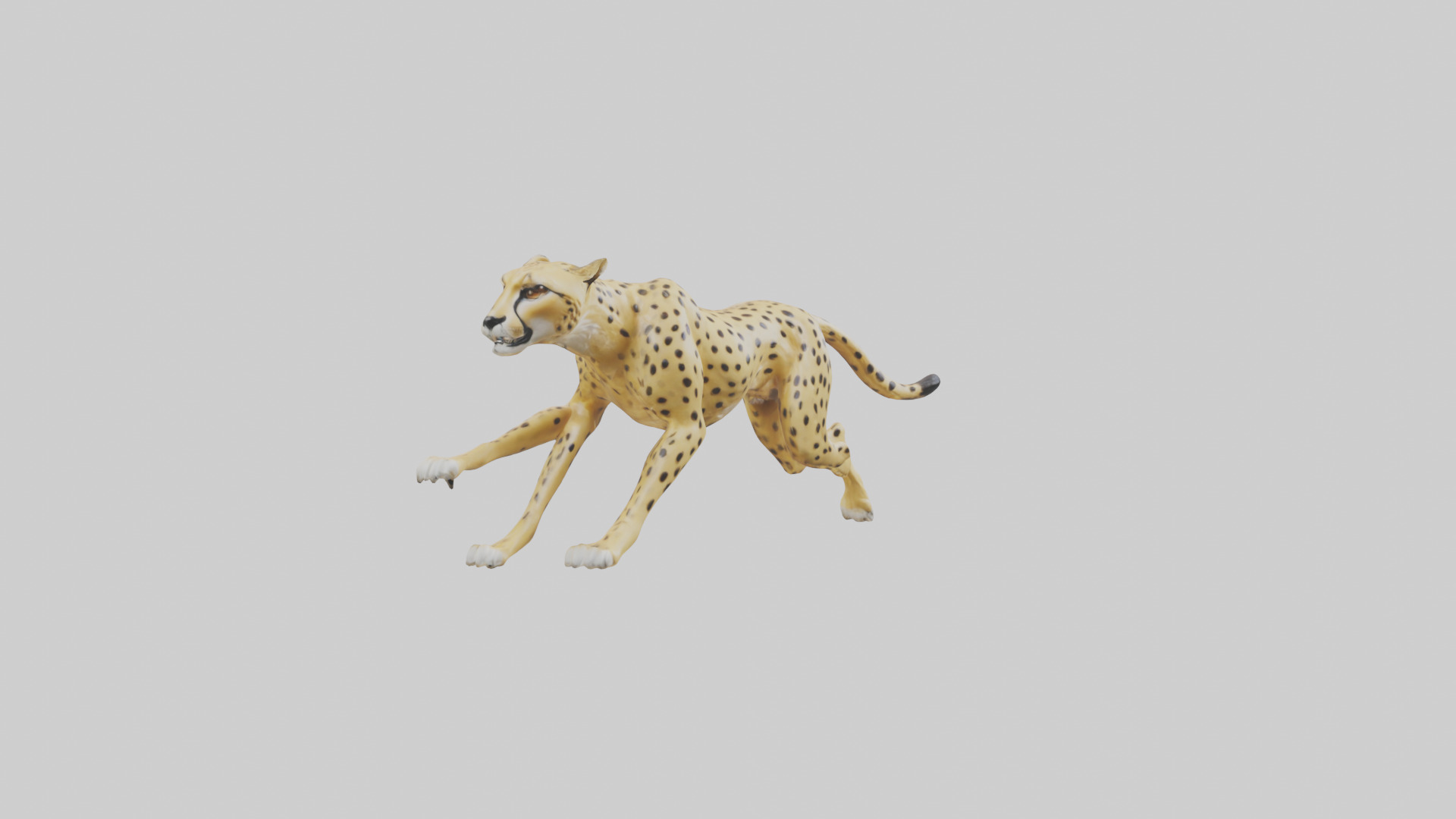 Cheetah sprinting model 3D model_7