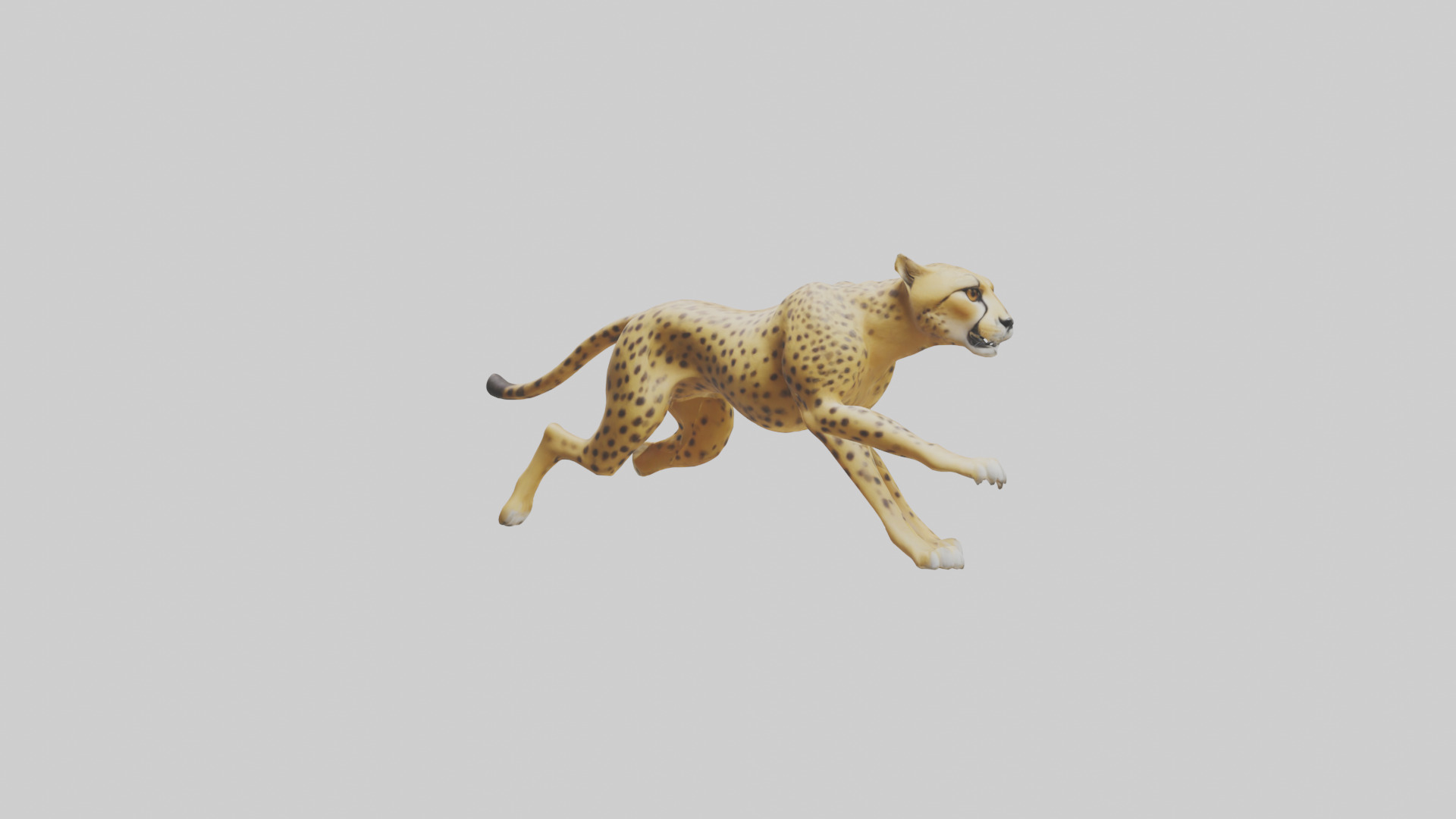 Cheetah sprinting model 3D model_2
