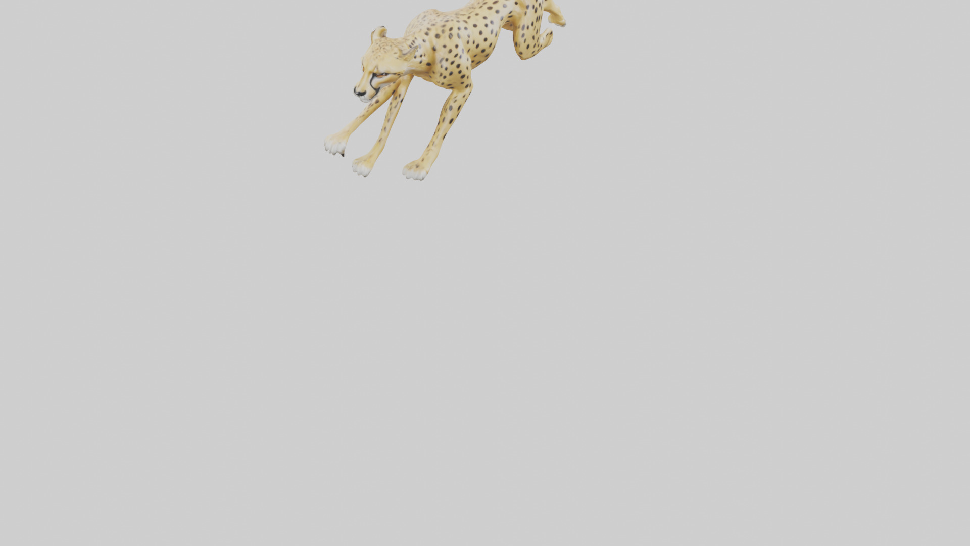 Cheetah sprinting model 3D model_6