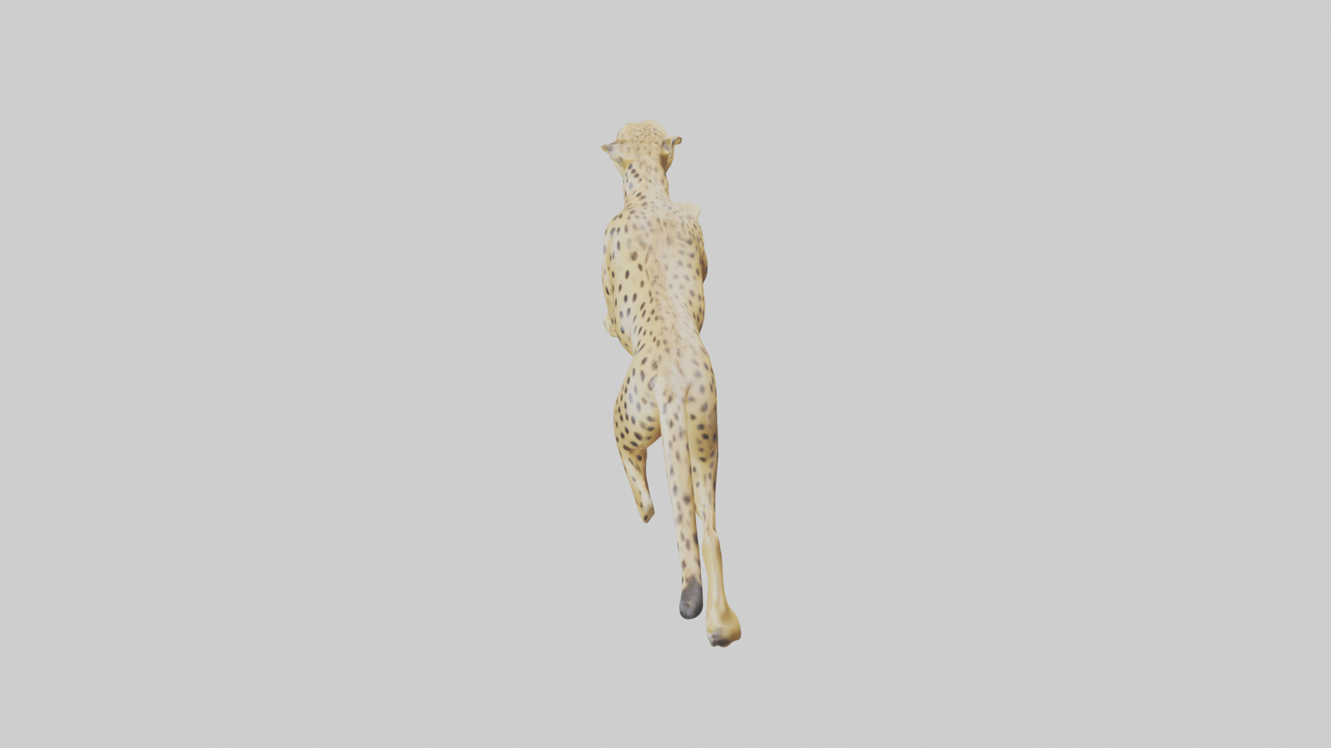 Cheetah sprinting model 3D model_17