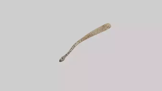 Cheetah Tail