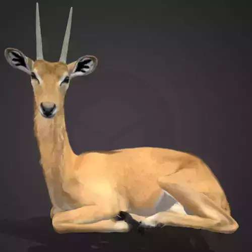 Oribi Antelope Realistic  3D model
