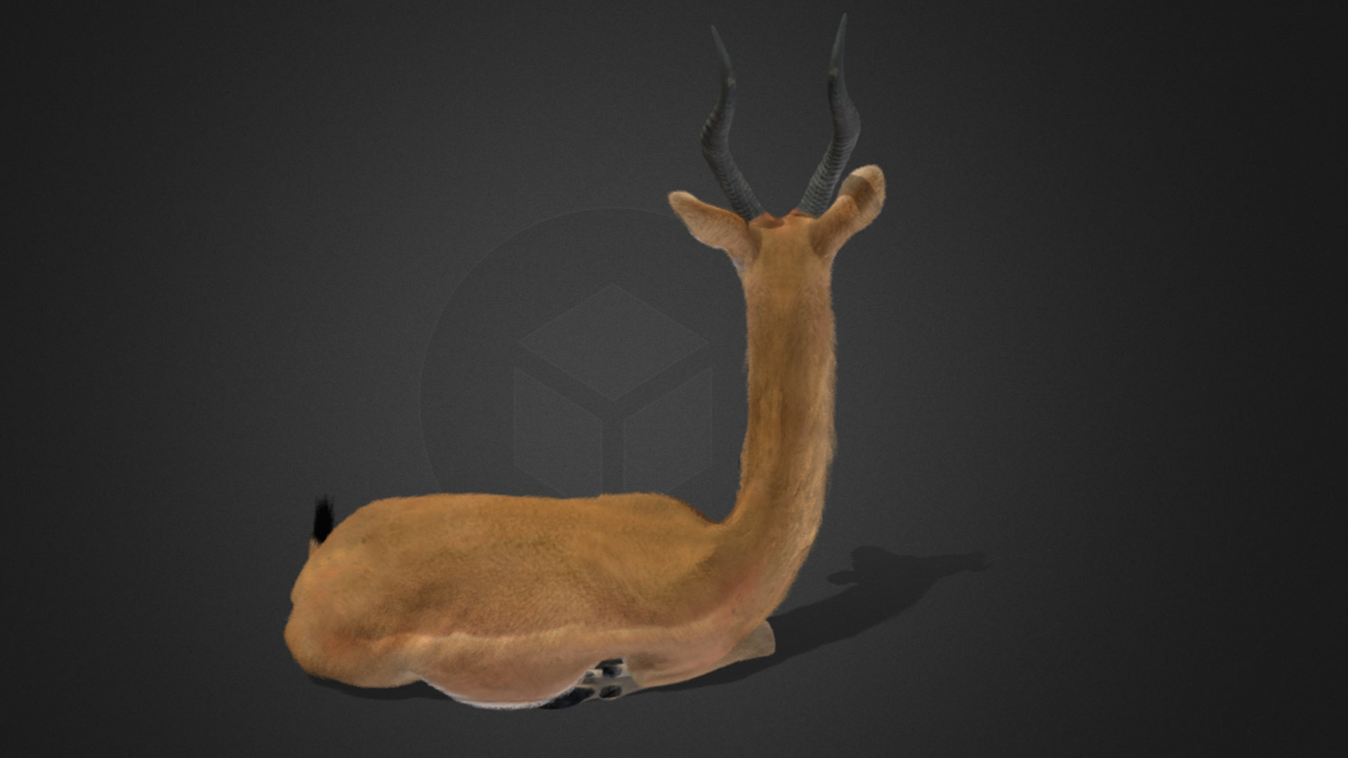 Gerenuk - Giraffe  Antelope  Realistic 3D model_5