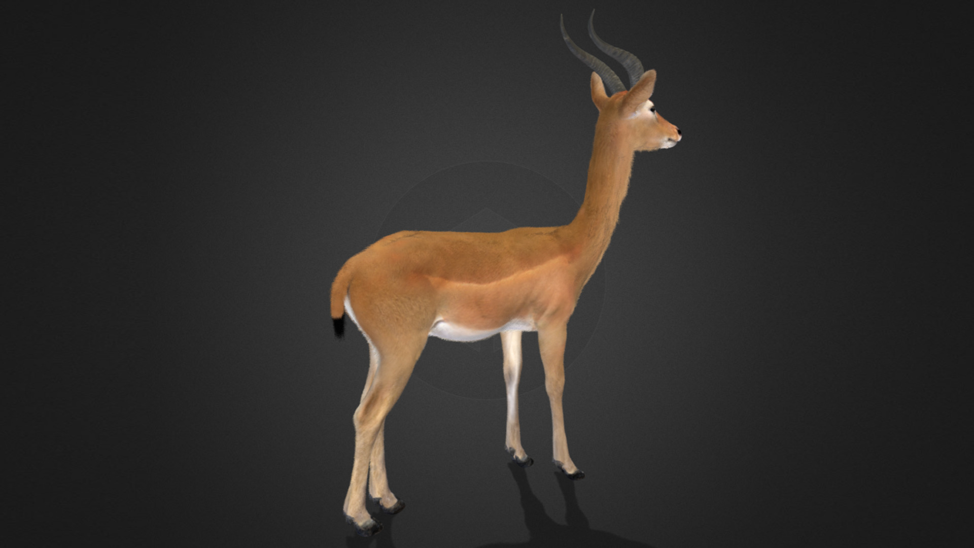 Gerenuk - Giraffe  Antelope  Realistic 3D model_6