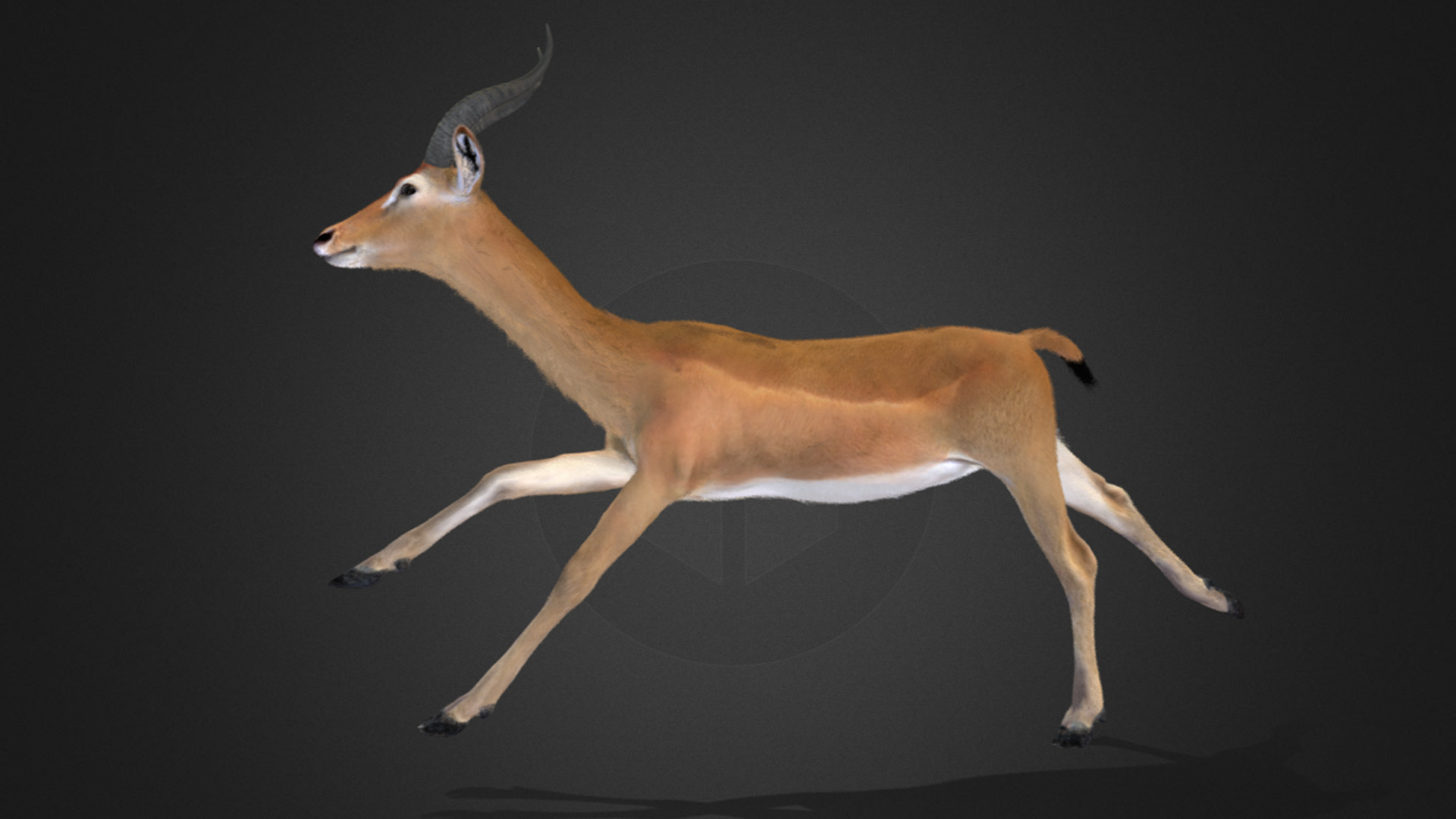 Gerenuk - Giraffe  Antelope  Realistic 3D model_8