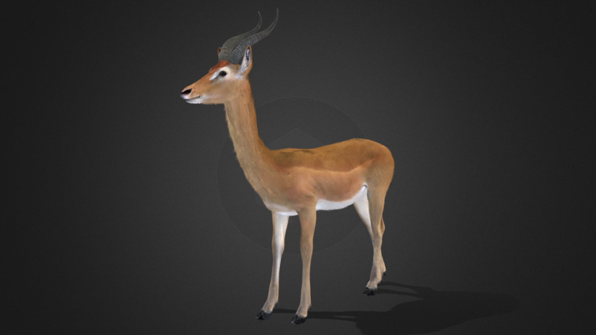 Gerenuk - Giraffe  Antelope  Realistic 3D model_10
