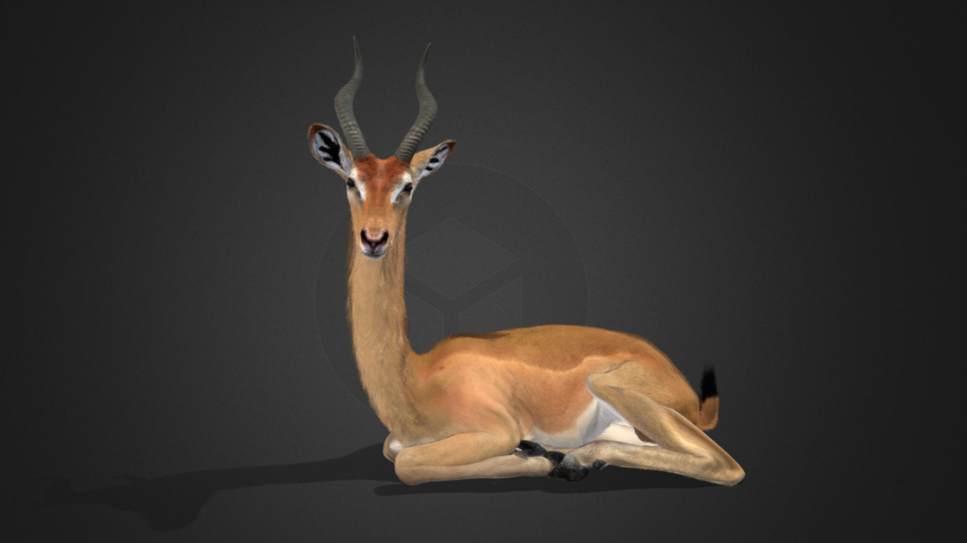 Gerenuk - Giraffe  Antelope  Realistic 3D model_3