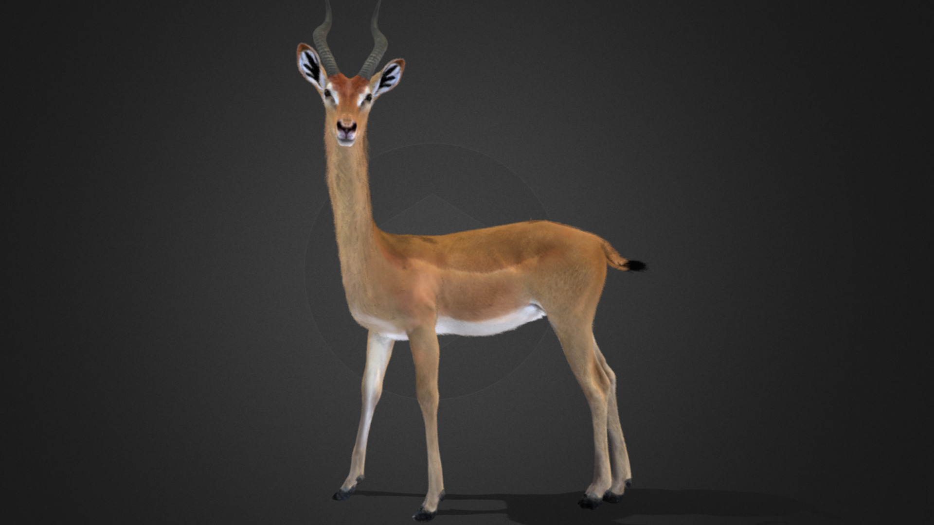 Gerenuk - Giraffe  Antelope  Realistic 3D model_9