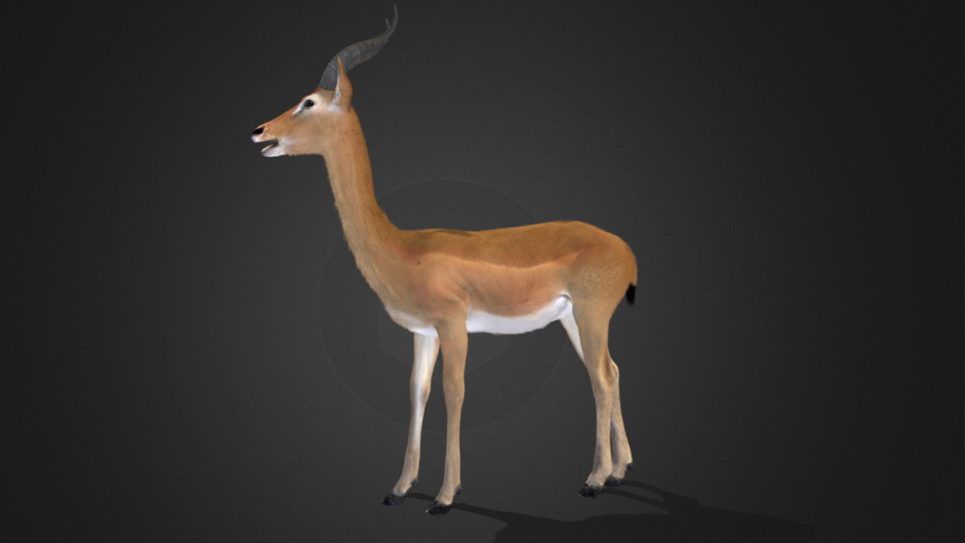 Gerenuk - Giraffe  Antelope  Realistic 3D model_7