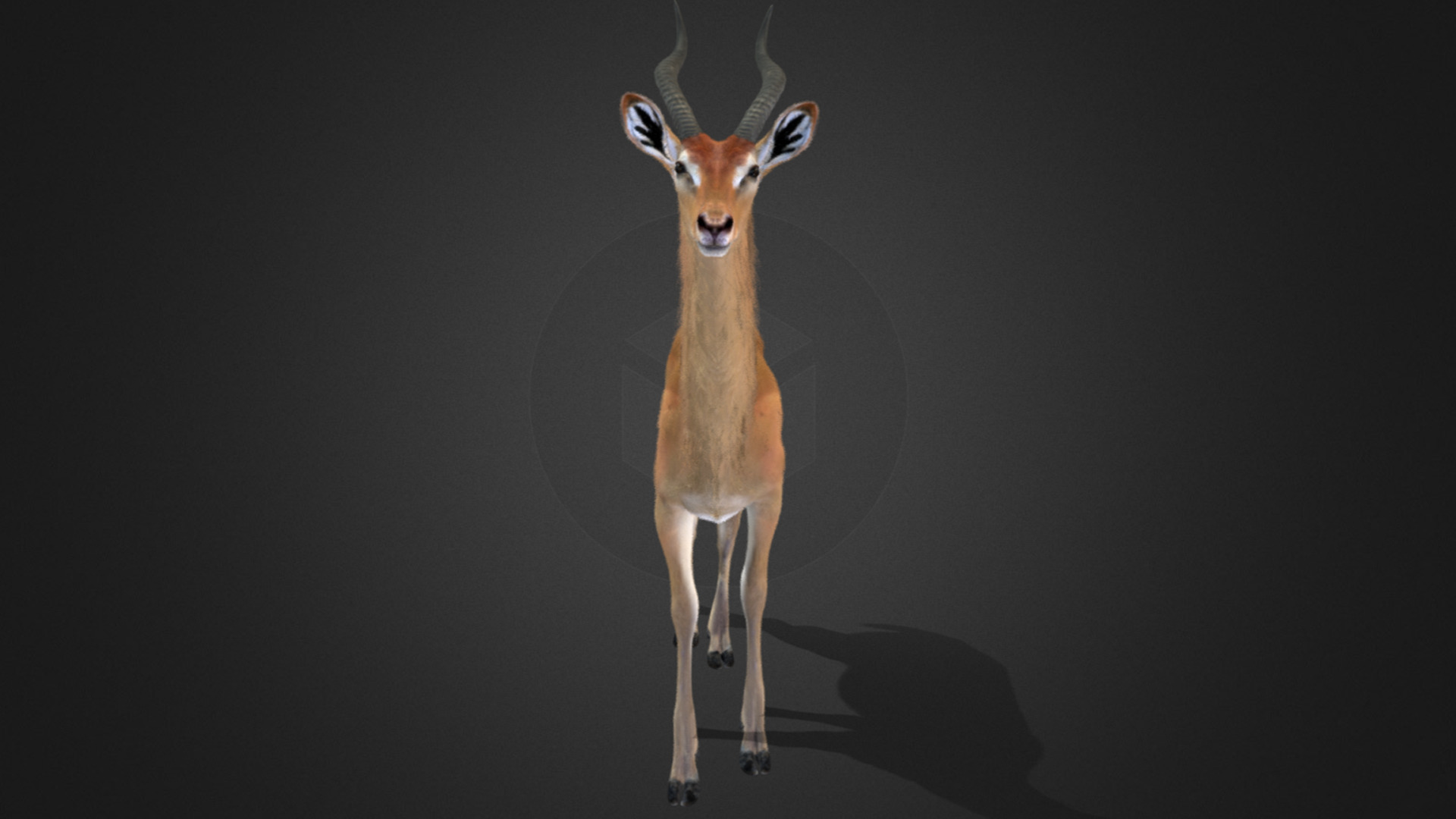 Gerenuk - Giraffe  Antelope  Realistic 3D model_4