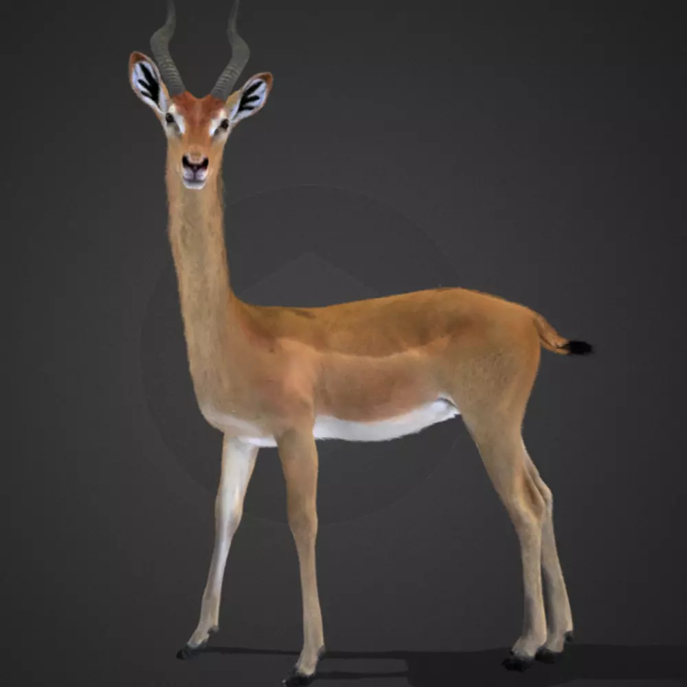 Gerenuk - Giraffe  Antelope  Realistic 3D model_0