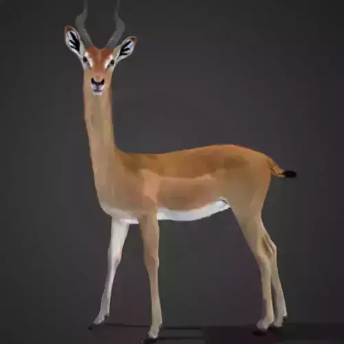 Gerenuk - Giraffe  Antelope  Realistic 3D model