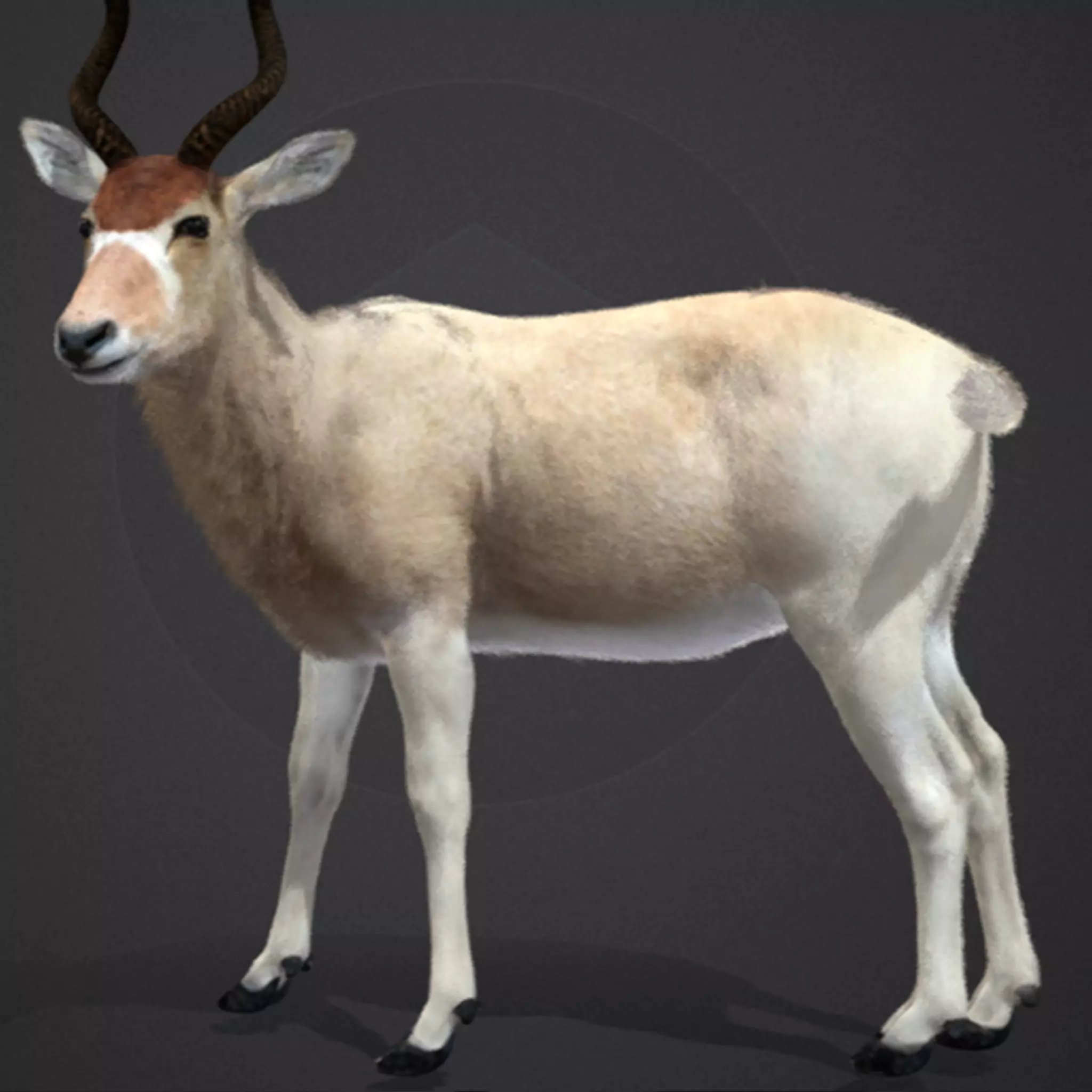 Addax Antelope Realistic 3D model_0