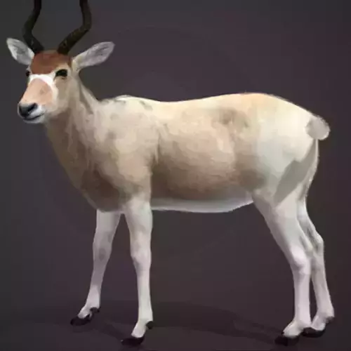 Addax Antelope Realistic 3D model