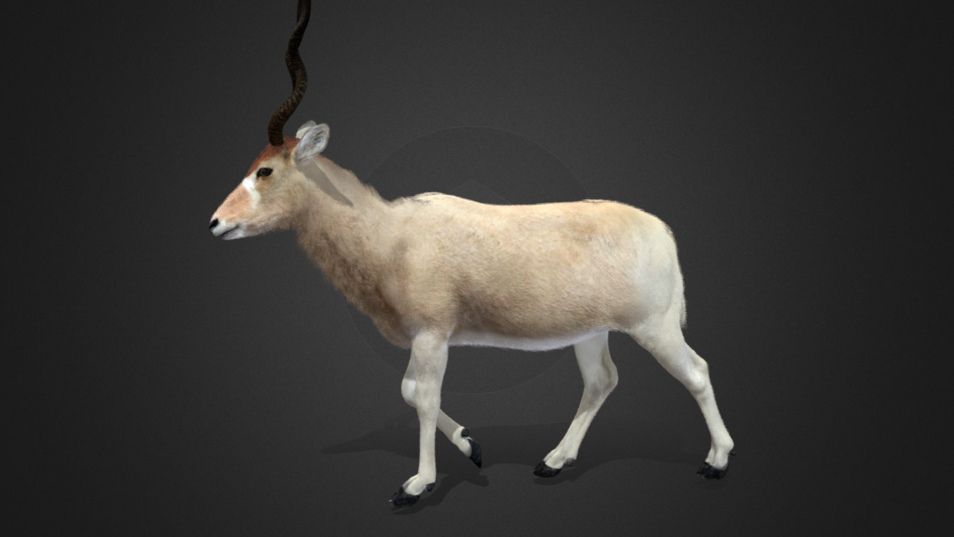 Addax Antelope Realistic 3D model_8