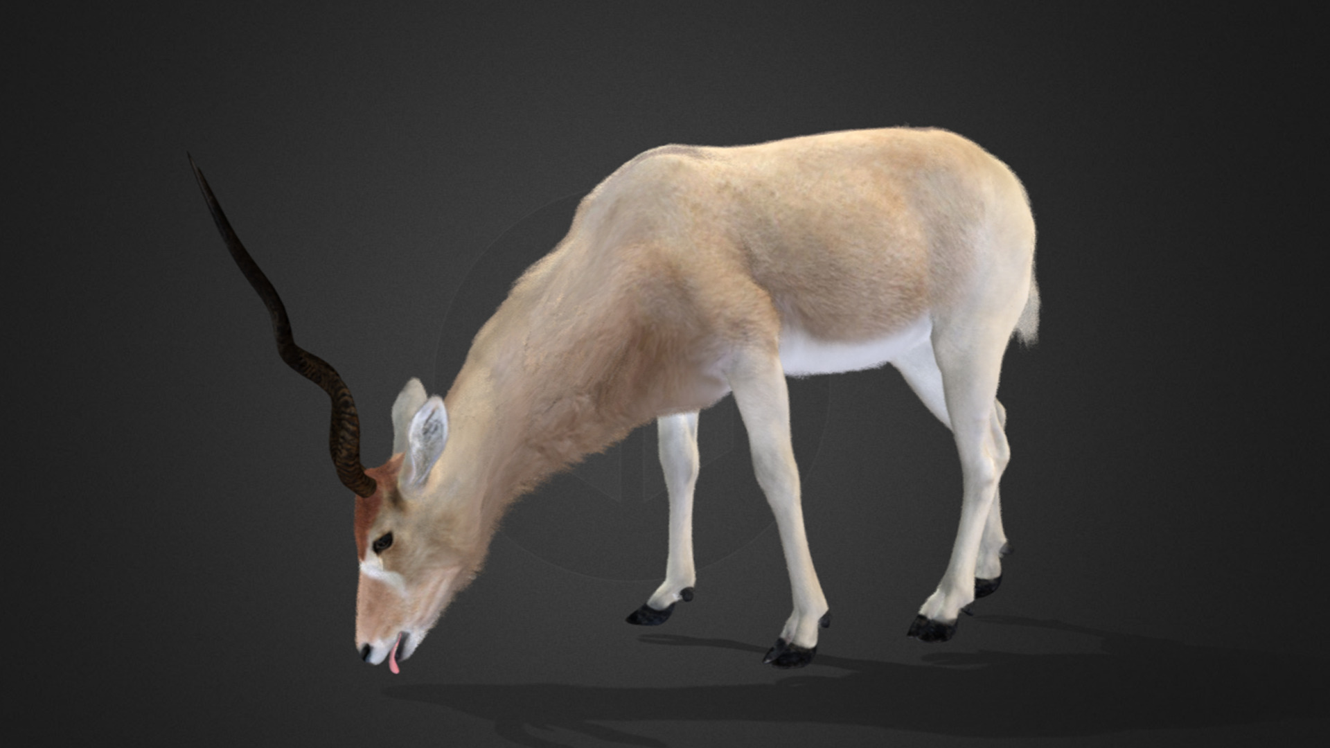 Addax Antelope Realistic 3D model_7