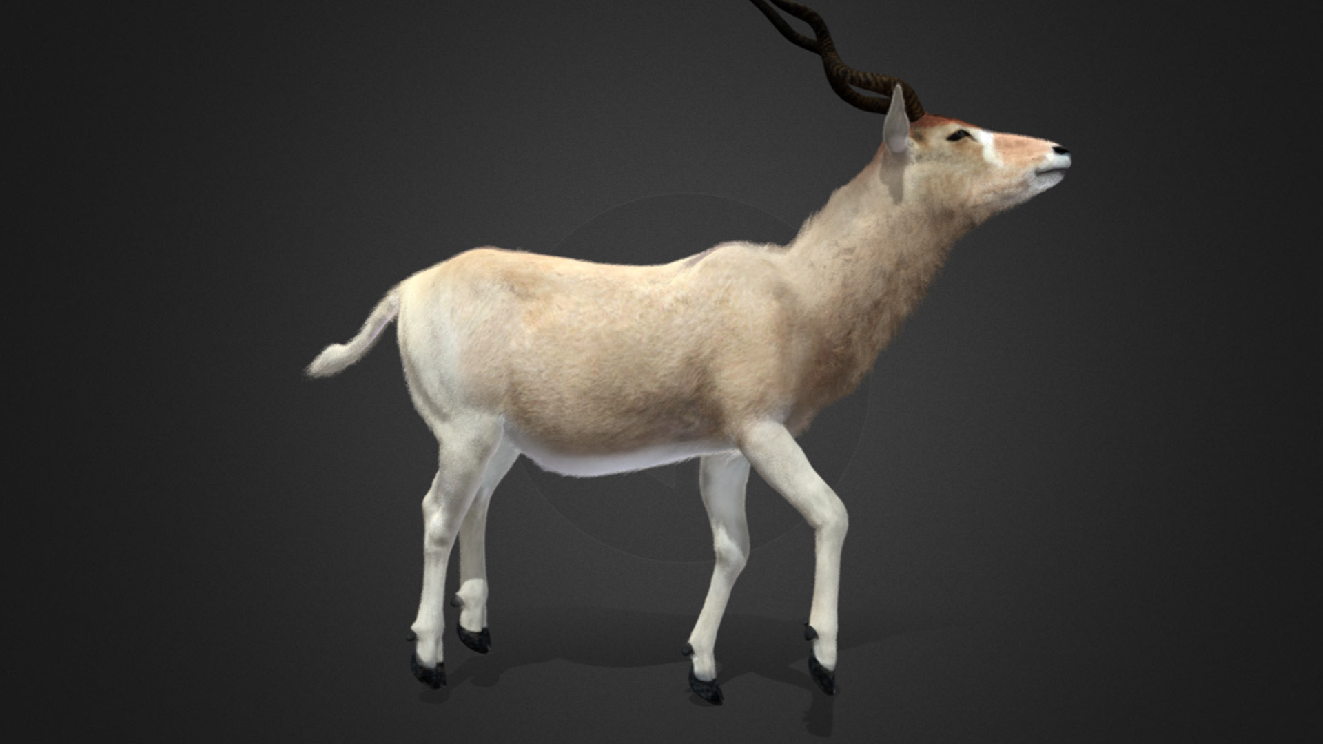 Addax Antelope Realistic 3D model_10