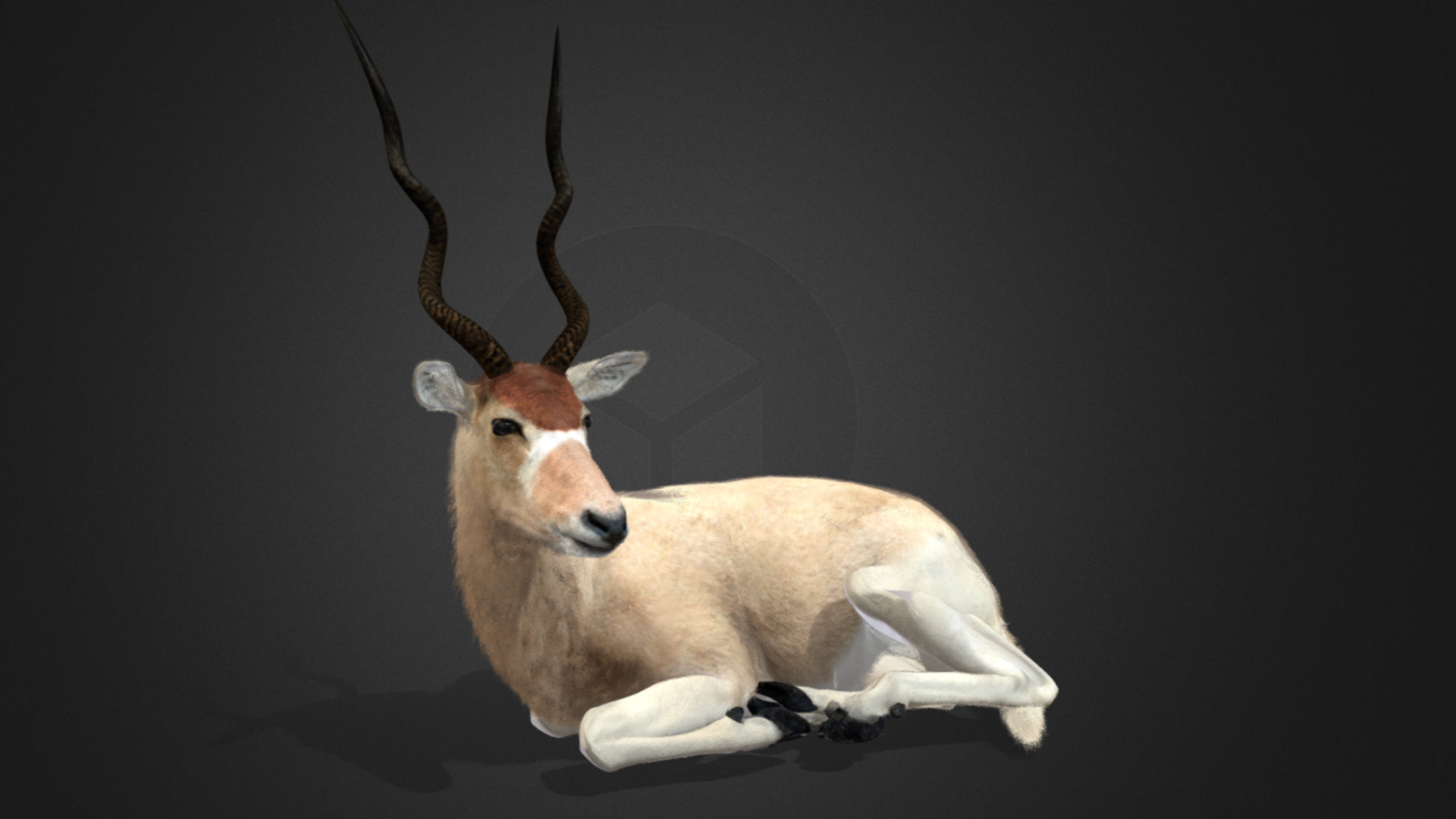 Addax Antelope Realistic 3D model_4