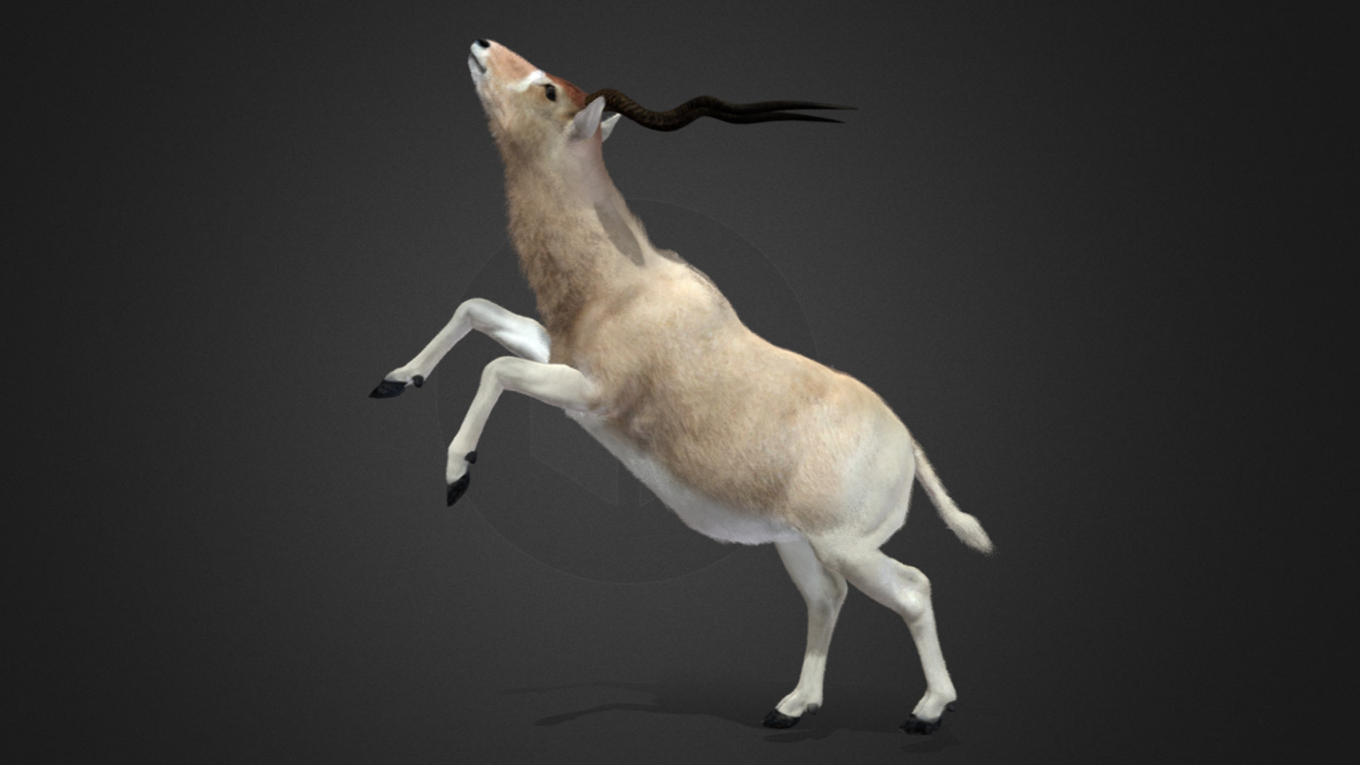 Addax Antelope Realistic 3D model_5