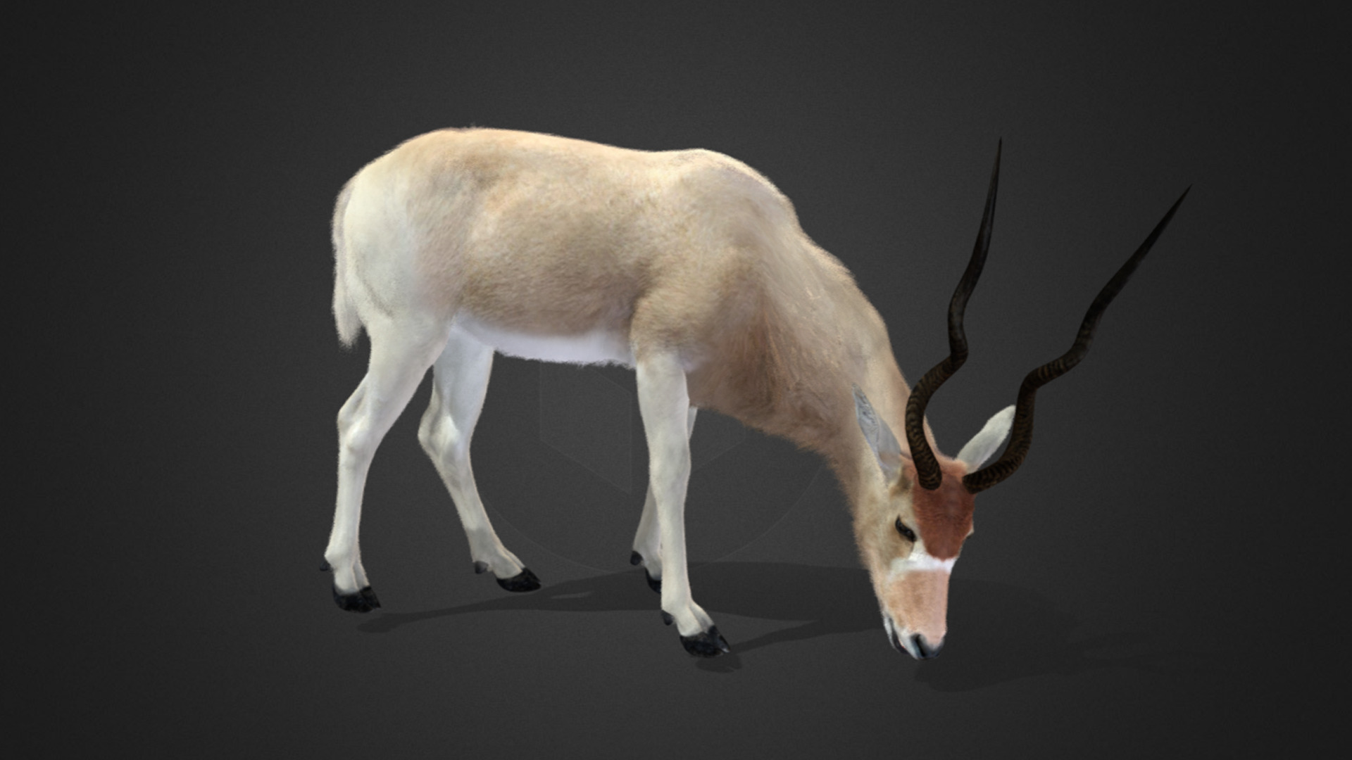 Addax Antelope Realistic 3D model_2