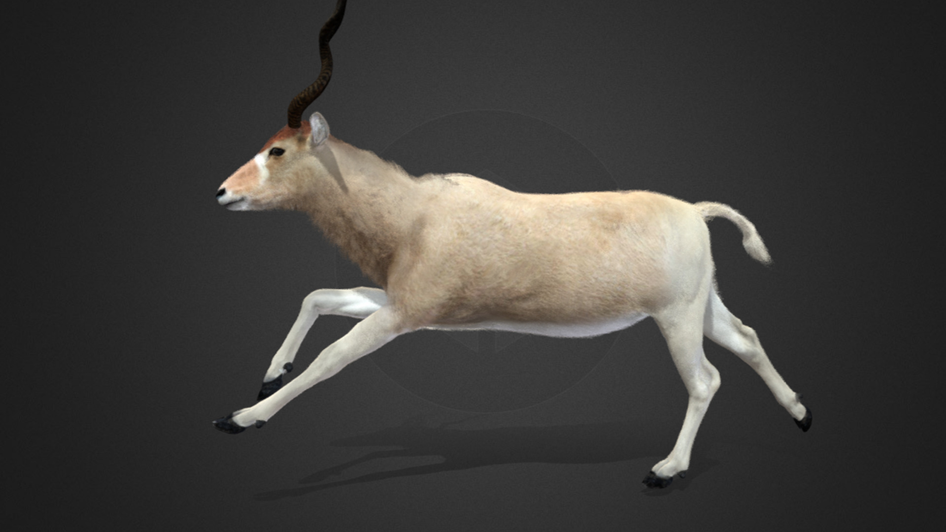 Addax Antelope Realistic 3D model_3