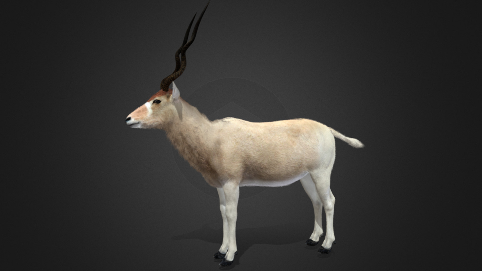 Addax Antelope Realistic 3D model_9