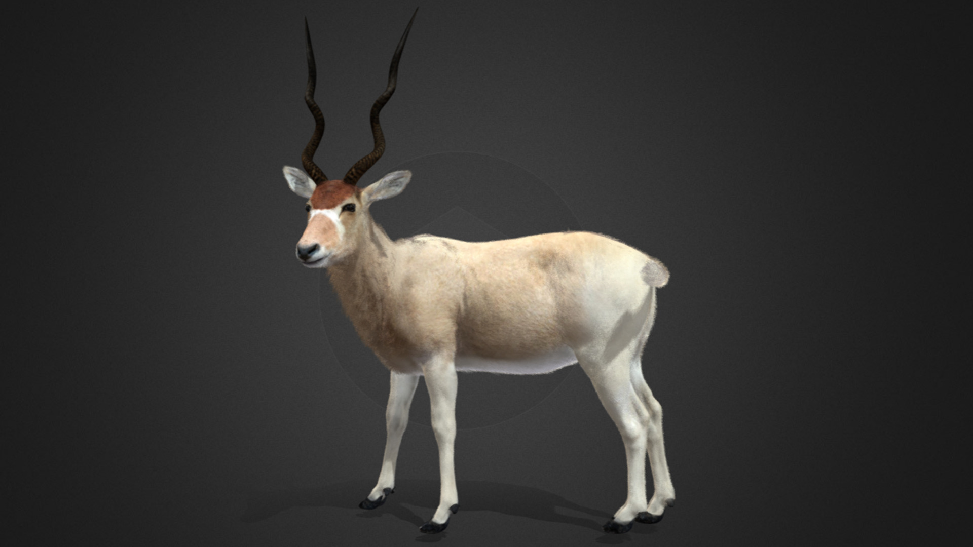 Addax Antelope Realistic 3D model_6